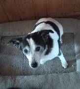 Xipsy sucht dringend Altersruhesitz 