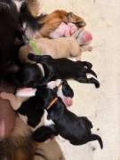 Elite F1 Cavapoo Welpen vom Hofenland