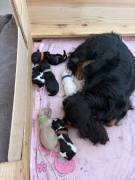 Elite F1 Cavapoo Welpen vom Hofenland