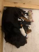 Elite F1 Cavapoo Welpen vom Hofenland