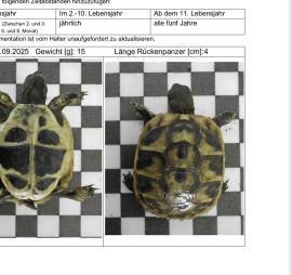 Landschildkröten 