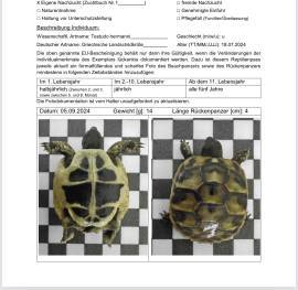 Landschildkröten 