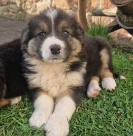 Border collie welpen 