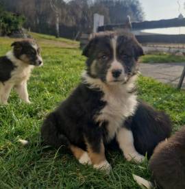 Border collie welpen 
