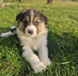 Border collie welpen 