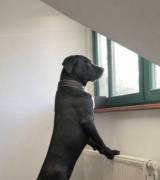 Antares sucht liebes Zuhause 