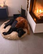 Antares sucht liebes Zuhause 