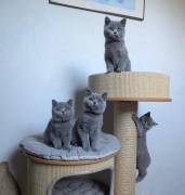 4 Britisch Kurzhaar-Kätzchen zur Adoption.