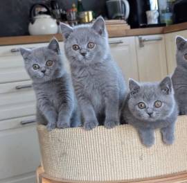 4 Britisch Kurzhaar-Kätzchen zur Adoption.