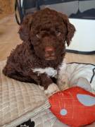 Lagotto Romagnolo Welpen