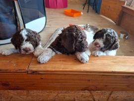 Lagotto Romagnolo Welpen