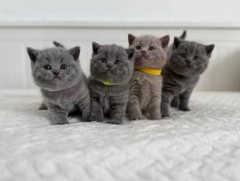 BKH Kitten reinrassig blau, lilac, Britisch Kurzha