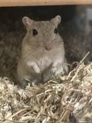 Mongolische Wüstenrennmaus