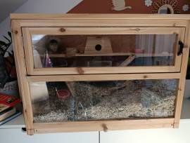 Mongolische Wüstenrennmaus