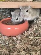 Mongolische Wüstenrennmaus