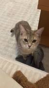 Bkh-Angora Kätzchen sucht liebevolles Zuhause