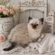 Mit Stammbaum Heilige Birma 