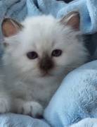 Mit Stammbaum Heilige Birma 