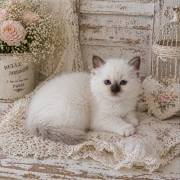 Mit Stammbaum Heilige Birma 