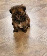 ❤️❤️❤️ 3 yorkshire malteser Welpen❤️❤️❤️