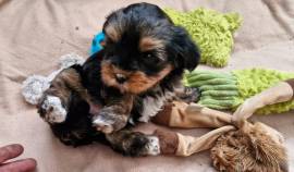 ❤️❤️❤️ 3 yorkshire malteser Welpen❤️❤️❤️