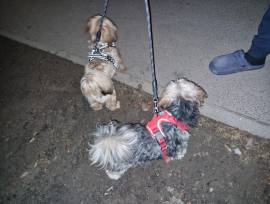 ❤️❤️❤️ 3 yorkshire malteser Welpen❤️❤️❤️