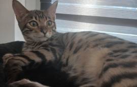 Bengal kater