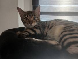 Bengal kater