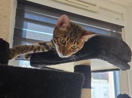 Bengal kater