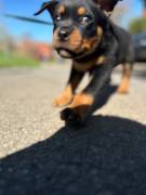 Reinrassiger Rottweiler Welpe