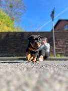 Reinrassiger Rottweiler Welpe