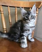 Reinrassige Maine Coons suchen liebevolles Zuhause