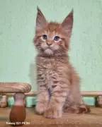 Reinrassige Maine Coons suchen liebevolles Zuhause