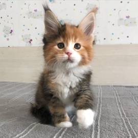 Reinrassige Maine Coons suchen liebevolles Zuhause