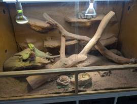 2 Bartagamen und Terrarium zu verkaufen 
