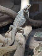 2 Bartagamen und Terrarium zu verkaufen 