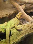 2 Bartagamen und Terrarium zu verkaufen 