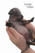 American Hairless Terrier Welpen Ahnentafel 