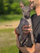 American Hairless Terrier Welpen Ahnentafel 