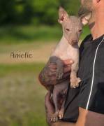 American Hairless Terrier Welpen Ahnentafel 