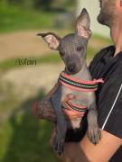 American Hairless Terrier Welpen Ahnentafel 