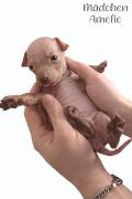 American Hairless Terrier Welpen Ahnentafel 