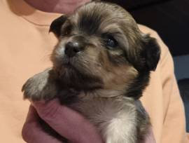 Zuckersüße Chihuahua Welpen 