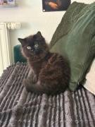 Zwei flauschige Brüder suchen ein Zuhause 