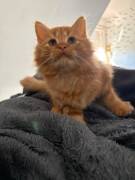 Zwei flauschige Brüder suchen ein Zuhause 