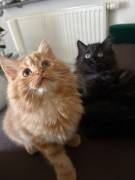 Zwei flauschige Brüder suchen ein Zuhause 