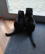 Männlich und weiblich Geschwister ca 9 Jahre 