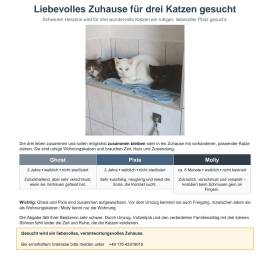 Drei Ladys suchen ein neues Zuhause 