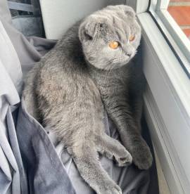 BKH Scottish Fold Katze 6Monate 