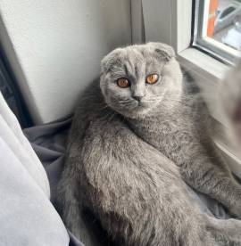 BKH Scottish Fold Katze 6Monate 